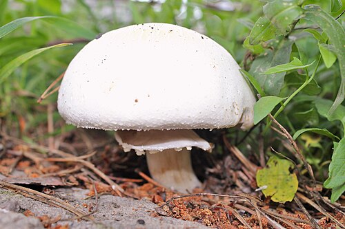 Referenzfoto: Wiesen-Champignon