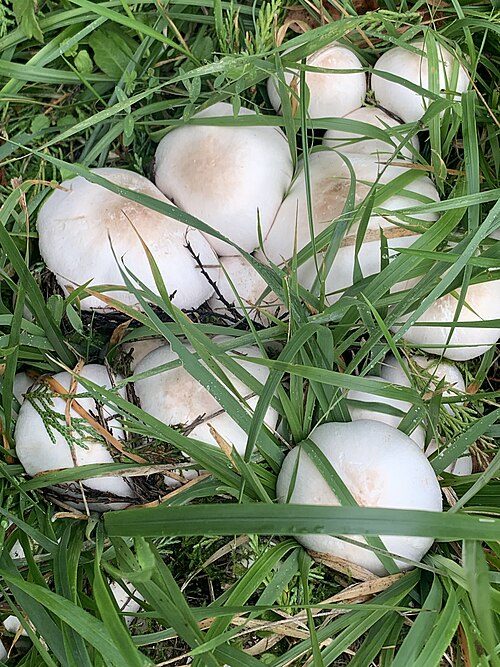 Referenzfoto: Karbol-Champignon