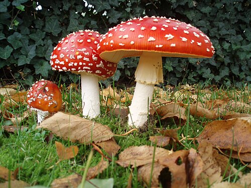 Referenzfoto: Fliegenpilz