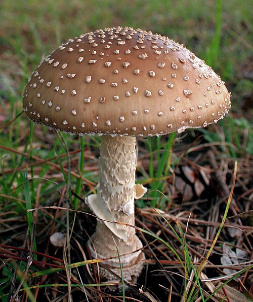 Referenzfoto: Pantherpilz