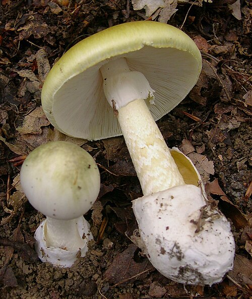 Referenzfoto: Grüner Knollenblätterpilz