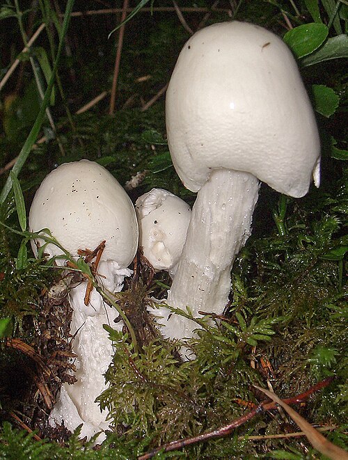 Referenzfoto: Kegelhütiger Knollenblätterpilz