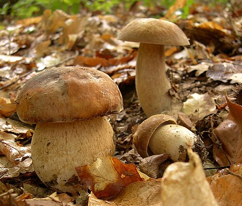 Referenzfoto: Sommer-Steinpilz