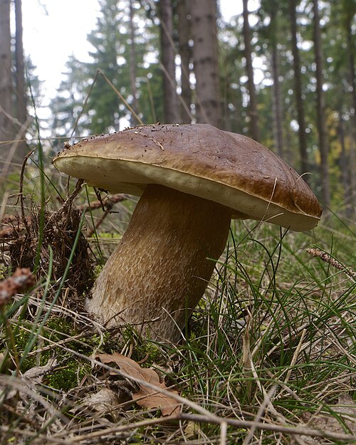Referenzfoto: Steinpilz