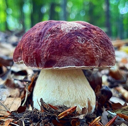 Referenzfoto: Kiefern-Steinpilz