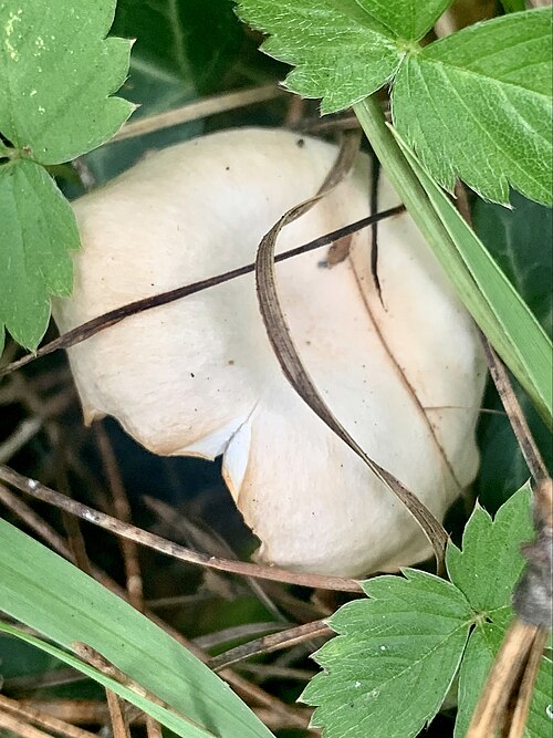 Referenzfoto: Rinnigbereifter Trichterling