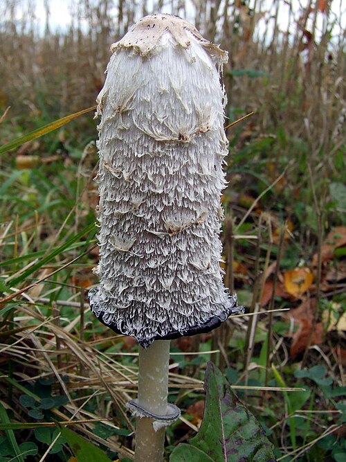 Referenzfoto: Schopf-Tintling