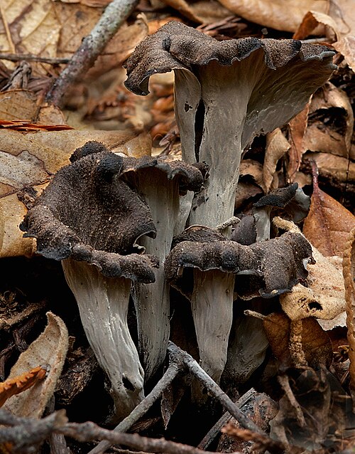 Referenzfoto: Herbsttrompete