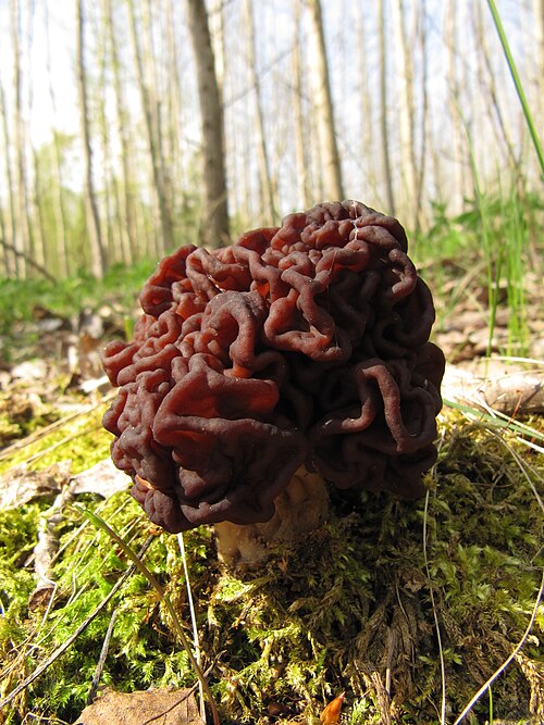 Referenzfoto: Frühjahrslorchel