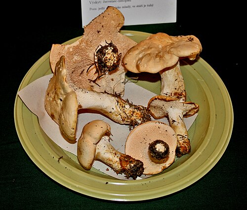 Referenzfoto: Semmel-Stoppelpilz