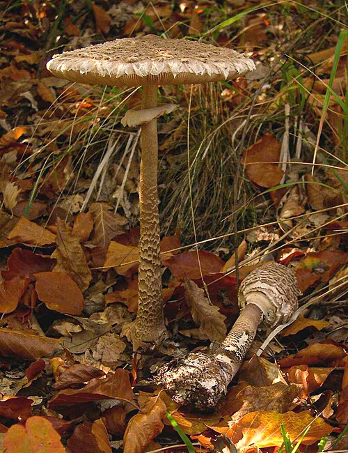 Referenzfoto: Parasol
