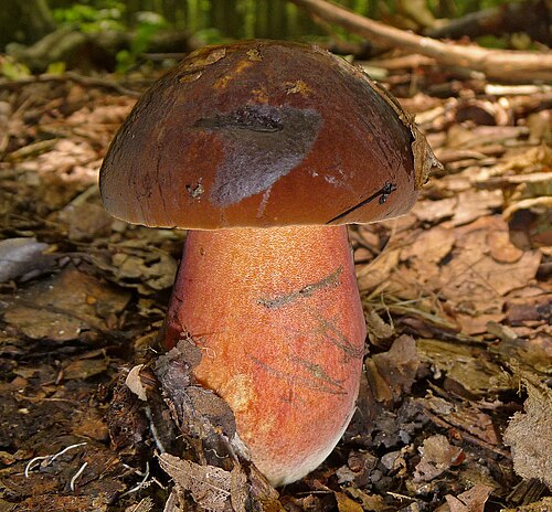 Referenzfoto: Flockenstieliger Hexen-Röhrling