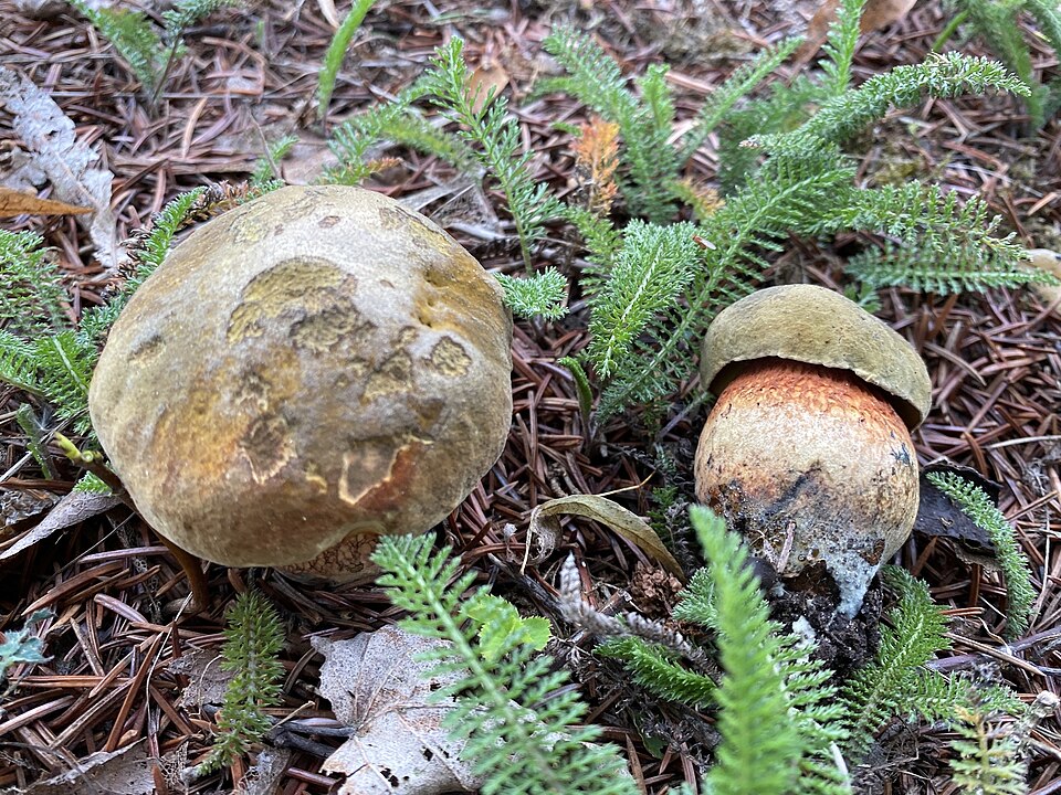 Referenzfoto: Netzstieliger Hexen-Röhrling
