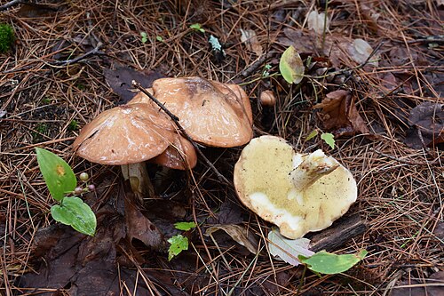 Referenzfoto: Butterpilz